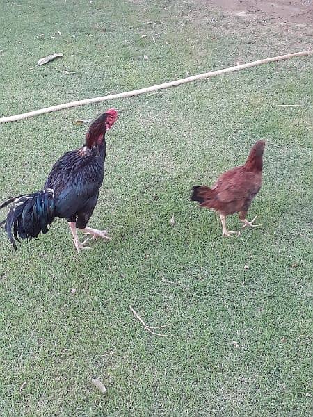 aseel pair+madi with 6 chicks urgent sale 6