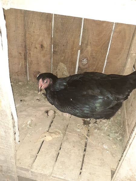 aseel pair+madi with 6 chicks urgent sale 7