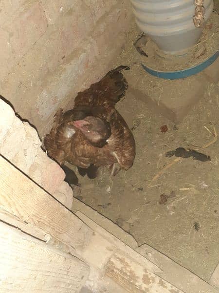 aseel pair+madi with 6 chicks urgent sale 8