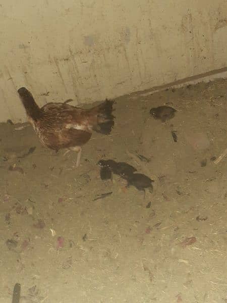aseel pair+madi with 6 chicks urgent sale 9