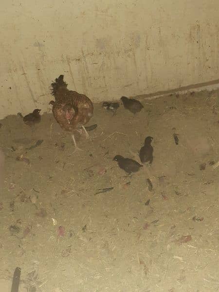 aseel pair+madi with 6 chicks urgent sale 10