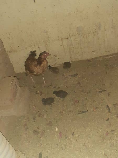 aseel pair+madi with 6 chicks urgent sale 11