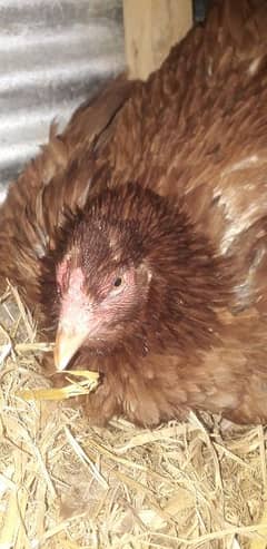 Pure Desi Hen for sell