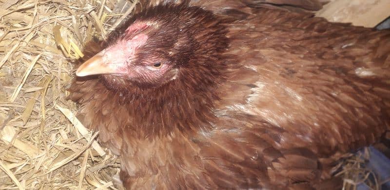Pure Desi Hen for sell 1