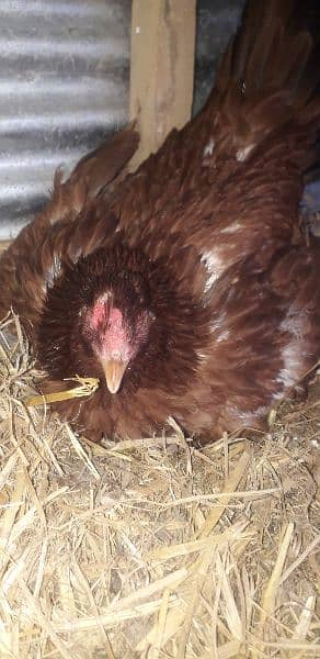 Pure Desi Hen for sell 2