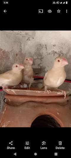 Fawn Jawa pathay birds