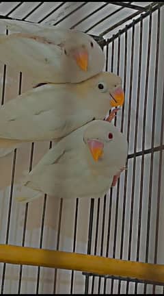 albino red eyes one pice 8000 and albino red eyes split one pice 3500
