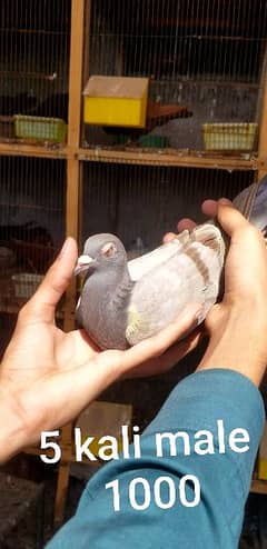 qasid pigeon