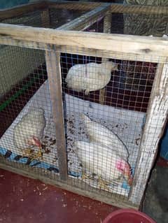 4 farmi chicks for sale age 3 months