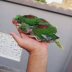 Pahari and Green Neck Parrot Chicks healthy home breed