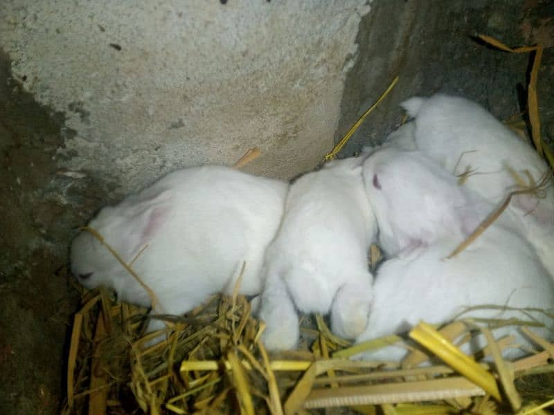 red eyes rabbit baby age 32 day male  and female 1