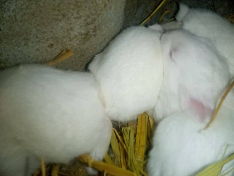 red eyes rabbit baby age 32 day male  and female 2