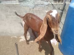 two pregnant makhi cheeni and  one naagra female goat for sale