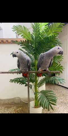 CONGO African Grey Chicks Available