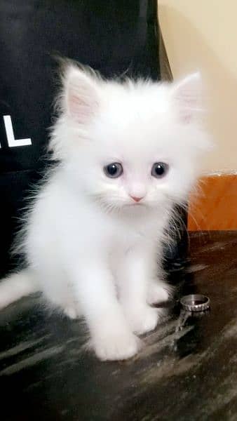 family friendly long kot and soo cute - Cats - 1087022864