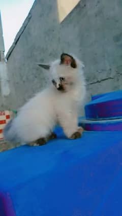 Persian baby cat