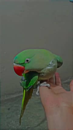 tame parrot