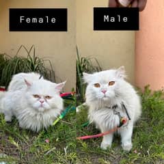 Punch Face Persian Female Cat and Male Cat