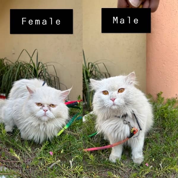 Punch Face Persian Female Cat and Male Cat 0