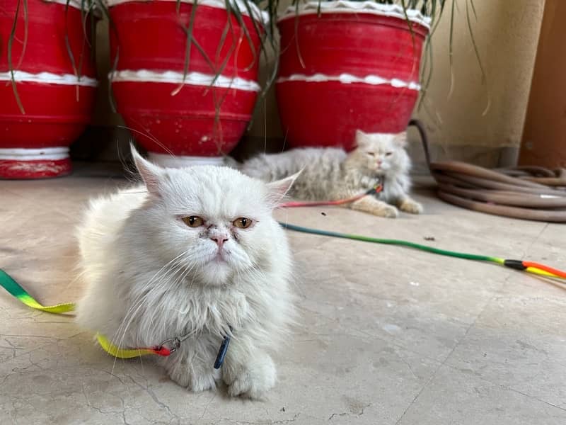 Punch Face Persian Female Cat and Male Cat 1
