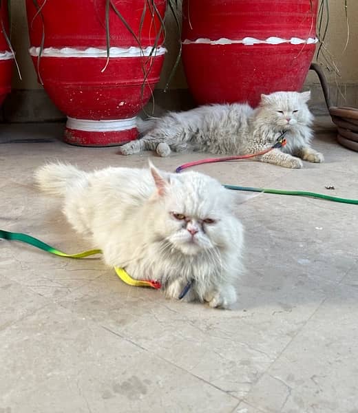Punch Face Persian Female Cat and Male Cat 2