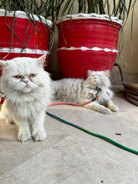Punch Face Persian Female Cat and Male Cat 3