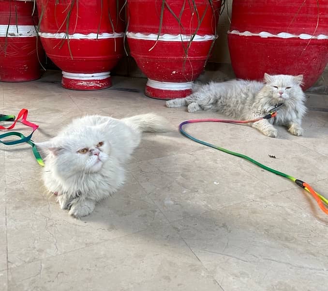 Punch Face Persian Female Cat and Male Cat 4