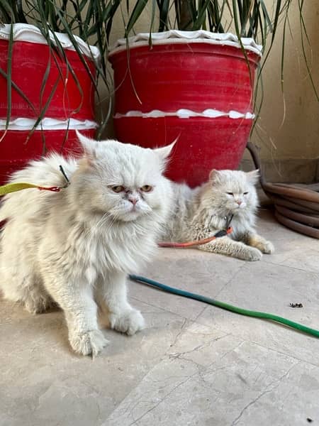 Punch Face Persian Female Cat and Male Cat 5