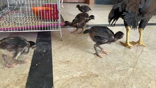 Lakhi aseel chicks with lakhi hen 0