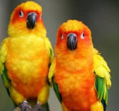 captive Home breeder pair sun conure red factor 0