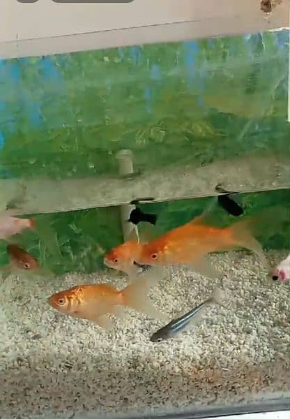 gold fish Molly fish commons gold fish total fishes 19 piece hen . . . 1