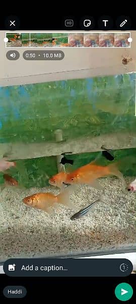 gold fish Molly fish commons gold fish total fishes 19 piece hen . . . 2