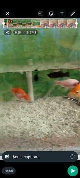gold fish Molly fish commons gold fish total fishes 19 piece hen . . . 3