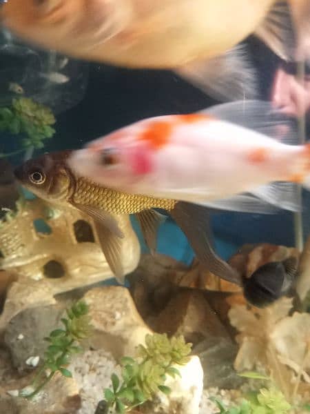 gold fish Molly fish commons gold fish total fishes 19 piece hen . . . 5