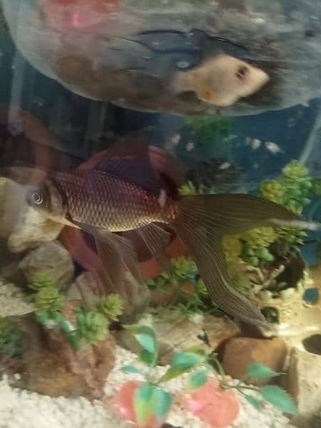 gold fish Molly fish commons gold fish total fishes 19 piece hen . . . 6