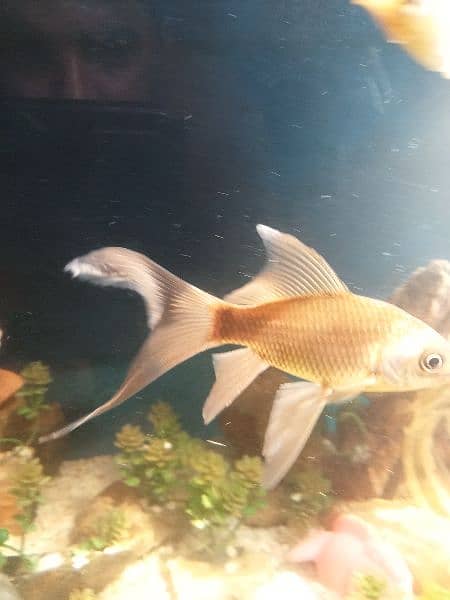 gold fish Molly fish commons gold fish total fishes 19 piece hen . . . 7