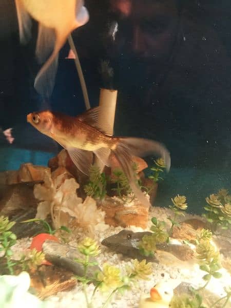 gold fish Molly fish commons gold fish total fishes 19 piece hen . . . 8