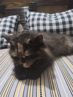 A brownish black young cat Fully Trained