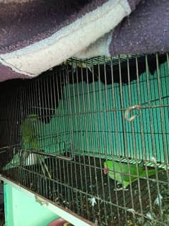 Raw parrots for sale active pair mail femail confirm with cage and box