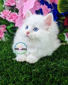 Blue eyes|Black & white|White|Persian Kittens|Cats| Triple Coatedw