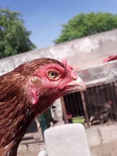 Aseel Sindhi female