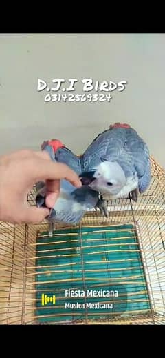cockatoo grey parrot voilet ringneck