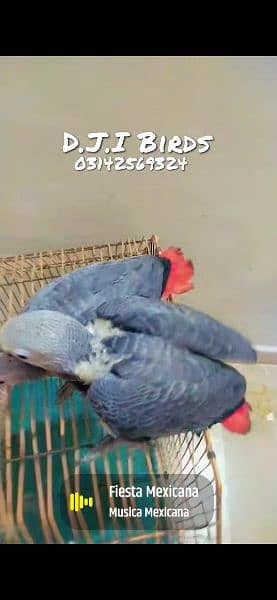 cockatoo grey parrot voilet ringneck 1