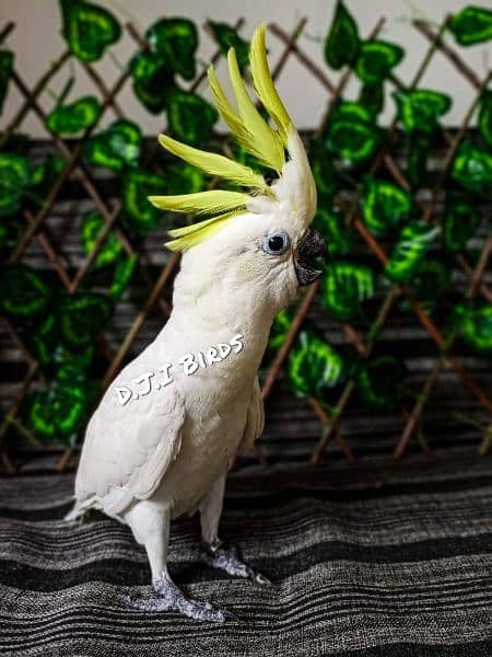 cockatoo grey parrot voilet ringneck 2