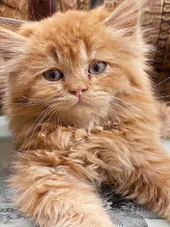 Persian Kittens / Cat For Sale / Kitten For Sale