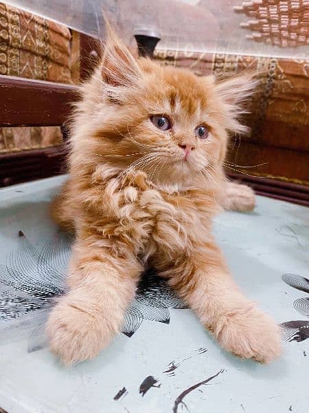 Persian Kittens / Cat For Sale / Kitten For Sale 1
