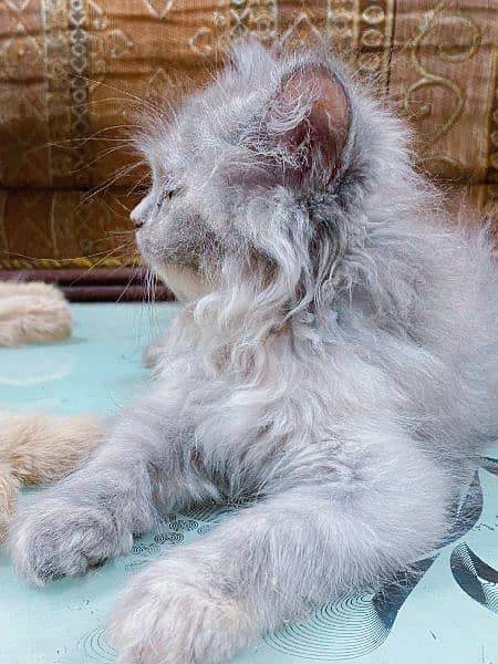 Persian Kittens / Cat For Sale / Kitten For Sale 3