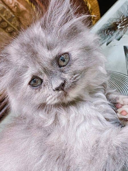 Persian Kittens / Cat For Sale / Kitten For Sale 4