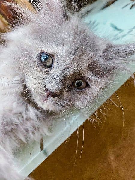 Persian Kittens / Cat For Sale / Kitten For Sale 5