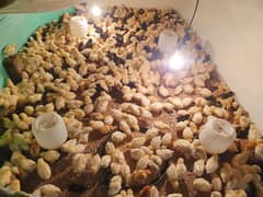 Golden Misri 20 Days Old Chicks Available In Bulk